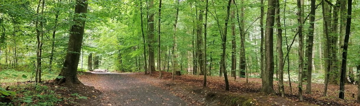 Wandern_Waldkurpark02.jpg